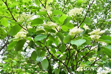 水木木|ミズキ（水木）の育て方と花や葉など植物の特徴をわかりやすく。